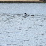 Loon & Chick