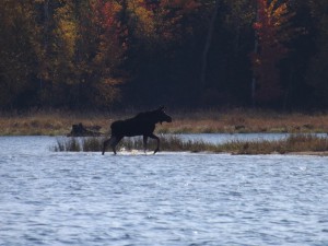 Young Bull Moose Emerging from Lake
